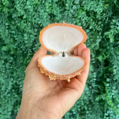 Spondylus Natural 8