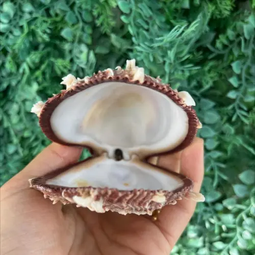 Spondylus Natural 12