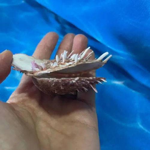 Spondylus Natural 03