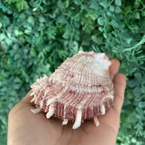 Spondylus Natural 12