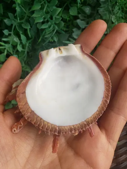 Spondylus Natural 52