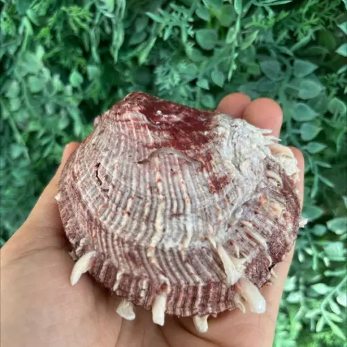Spondylus Natural 12