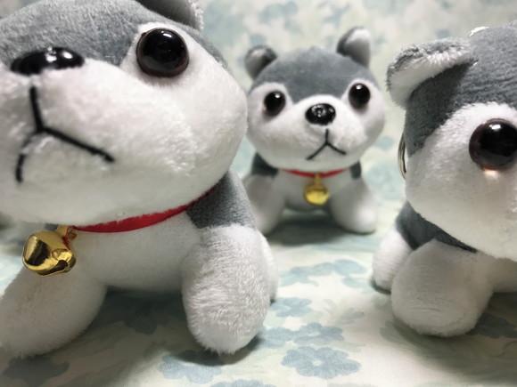 Cachorro em Pelúcia Chaveiro Husky Siberiano 20 Unidades