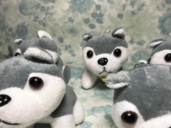 Cachorro em Pelúcia Chaveiro Husky Siberiano 20 Unidades