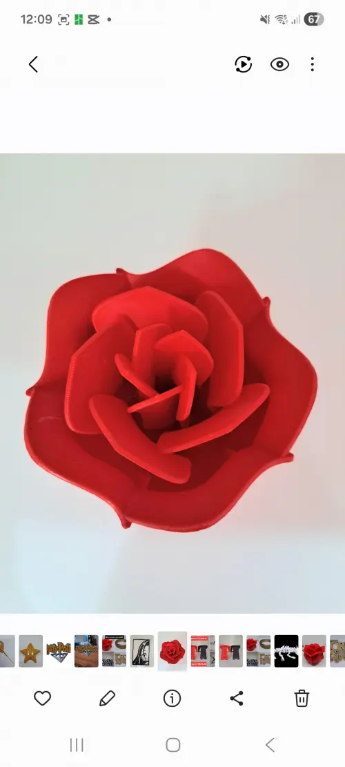 Rosa Decorativa