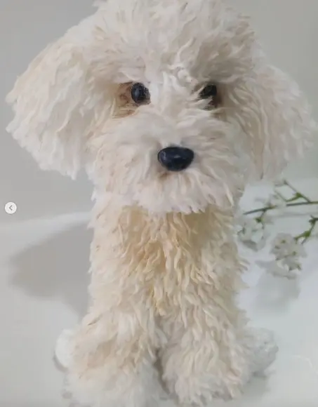 Cachorrinho Poodle - Amigurumi de Crochê