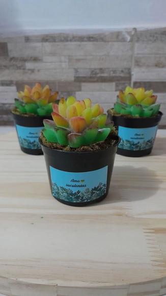 Vaso Sabonete Suculenta Média