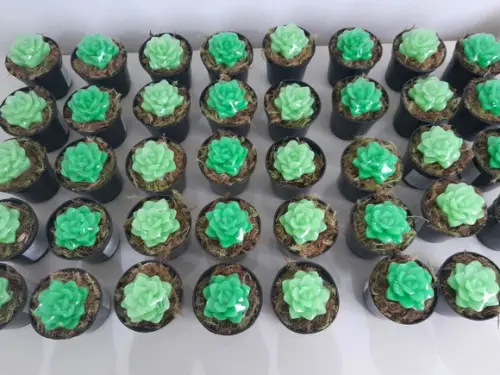 Sabonete Mini Suculentas Arranjo Lembrancinha Dia das Mães