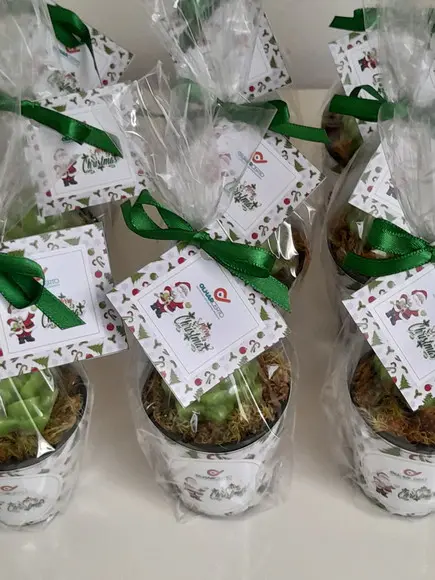 Sabonete Mini Suculentas Lembrancinha de Natal