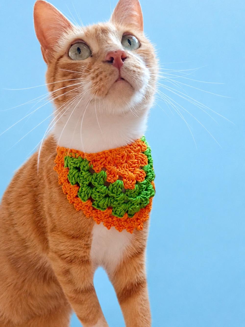Bandana pet