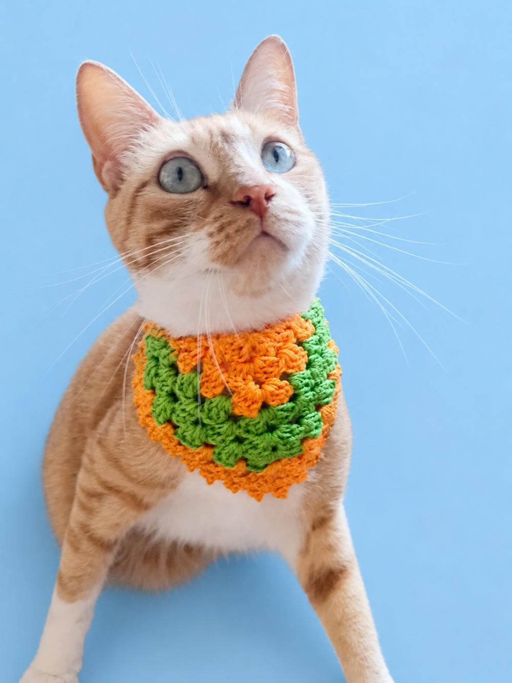 Bandana pet