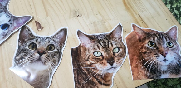 Gatos Pet Varal Tipo Faixa com 12 Fotos - Pronta Entrega