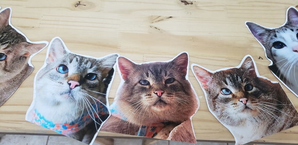 Gatos Pet Varal Tipo Faixa com 12 Fotos - Pronta Entrega