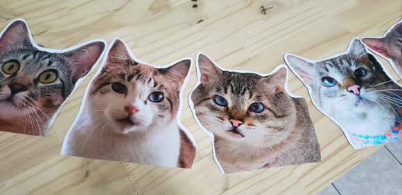 Gatos Pet Varal Tipo Faixa com 12 Fotos - Pronta Entrega