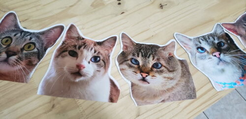 Gatos Pet Varal Tipo Faixa com 12 Fotos - Pronta Entrega