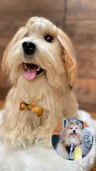 Pet Realista