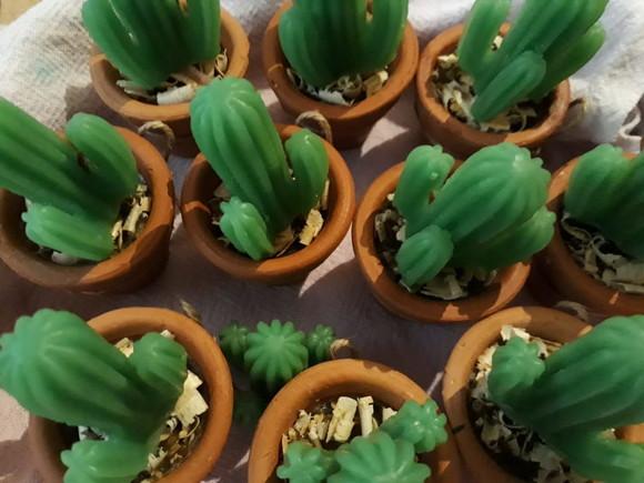 Cactos - Lembrancinha