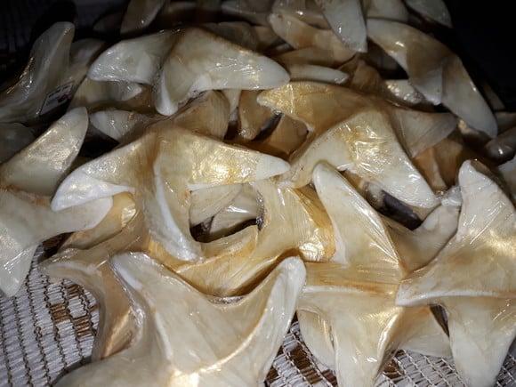 Conchas e Estrelas Douradas (sortidas)