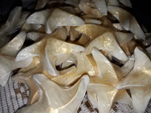 Conchas e Estrelas Douradas (sortidas)