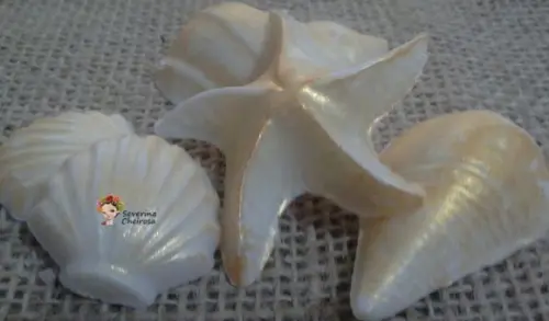 Conchas e Estrelas Douradas (sortidas)