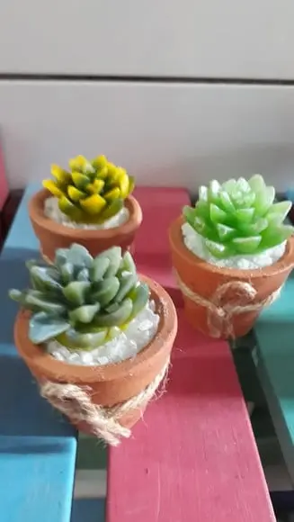 Lembrancinha Suculentas mini