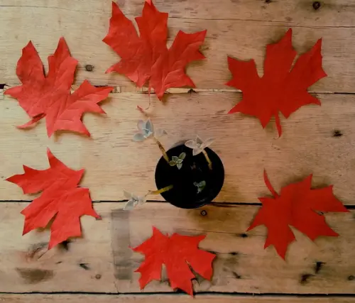 Folhas de outono para decoração em geral