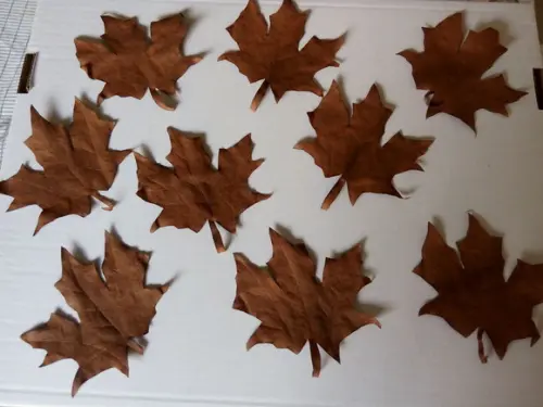 Folhas de outono para decoração em geral