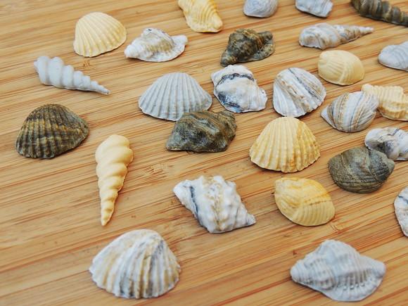 Conchas e Caramujos em Biscuit - 20 Unidades