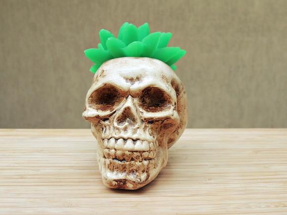 Vaso Caveira com Suculenta
