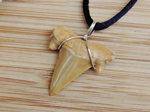 Colar Prata 925 e Dente Fóssil Otodus Obliquus