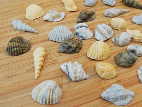 Conchas e Caramujos em Biscuit - 20 Unidades
