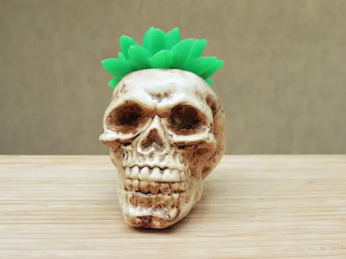 Vaso Caveira com Suculenta
