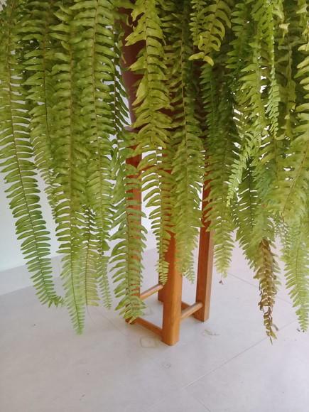 Suporte de Madeira Envernizado para Plantas Pendentes