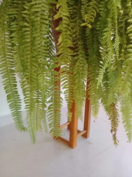 Suporte de Madeira Envernizado para Plantas Pendentes