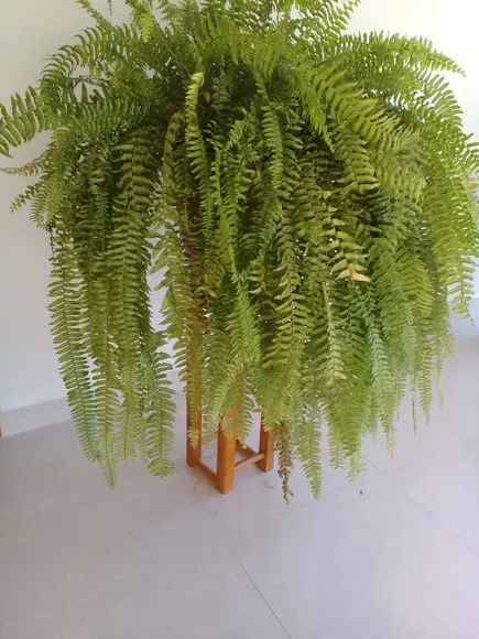 Suporte de Madeira Envernizado para Plantas Pendentes