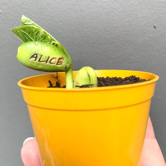 Lembrancinha Kit Plantação Semente Personalizada