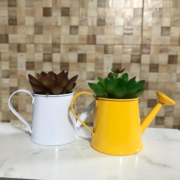 Mini suculenta