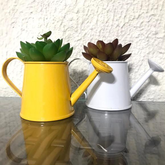 Mini suculenta