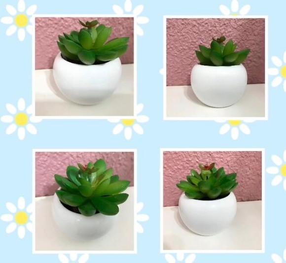 Suculenta