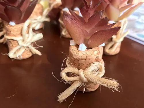 Imã de geladeira suculenta