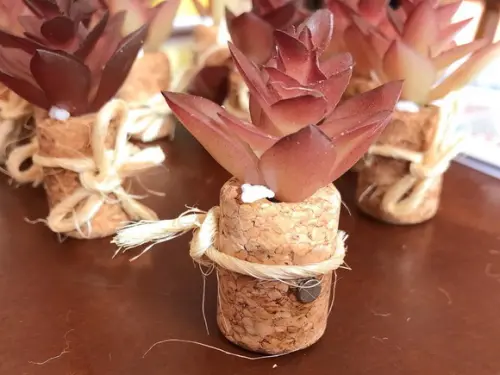 Imã de geladeira suculenta