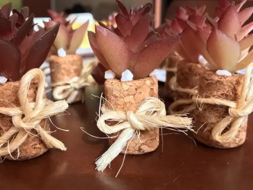 Imã de geladeira suculenta