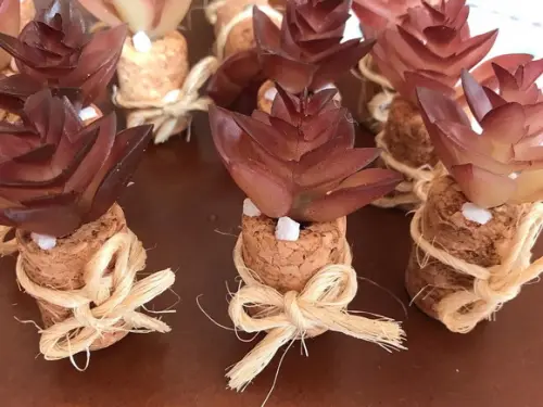 Imã de geladeira suculenta