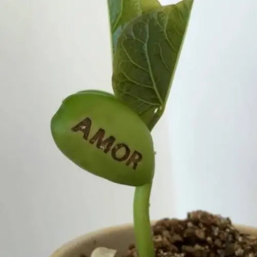 Lembrancinha com Semente Gravada