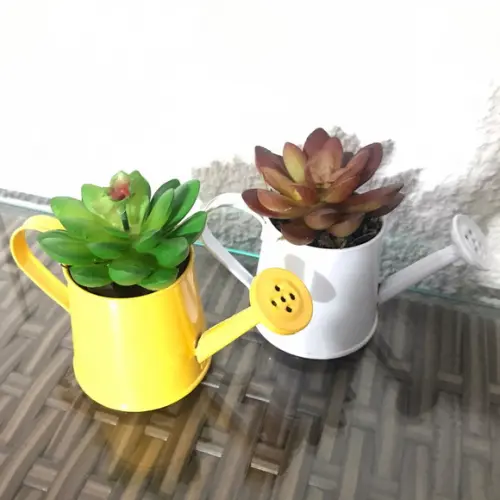 Mini suculenta