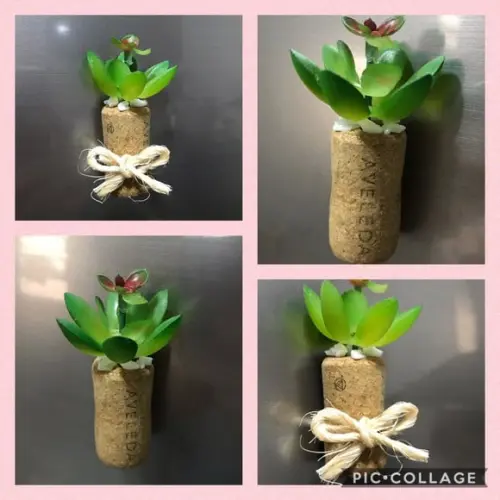 Mini suculenta imã