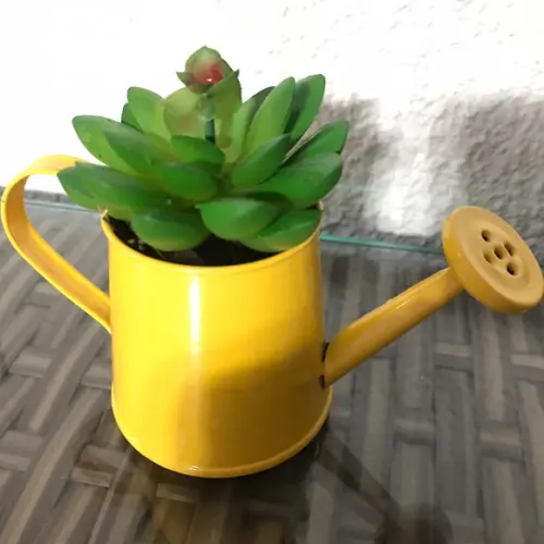 Mini suculenta