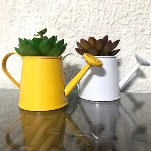 Mini suculenta
