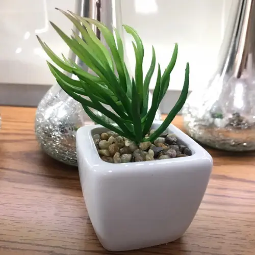 Suculenta decorativa