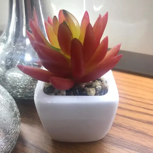 Vaso Suculenta